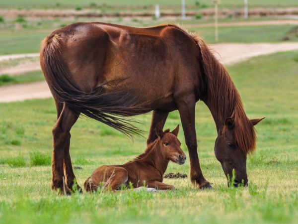 Pferd
