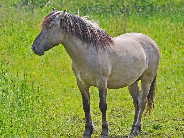 Wildpferd