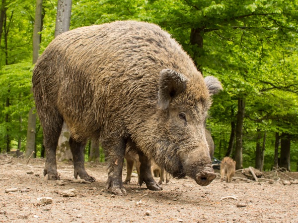 Wildschwein