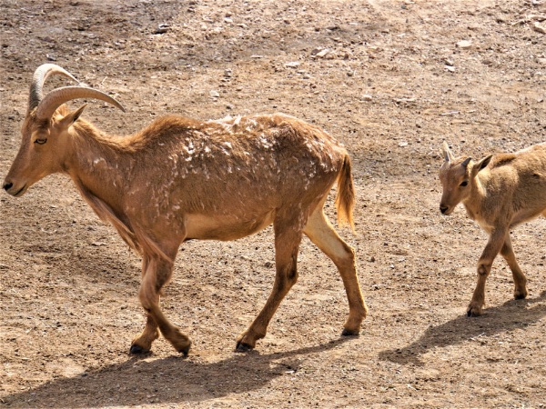 Wildziege