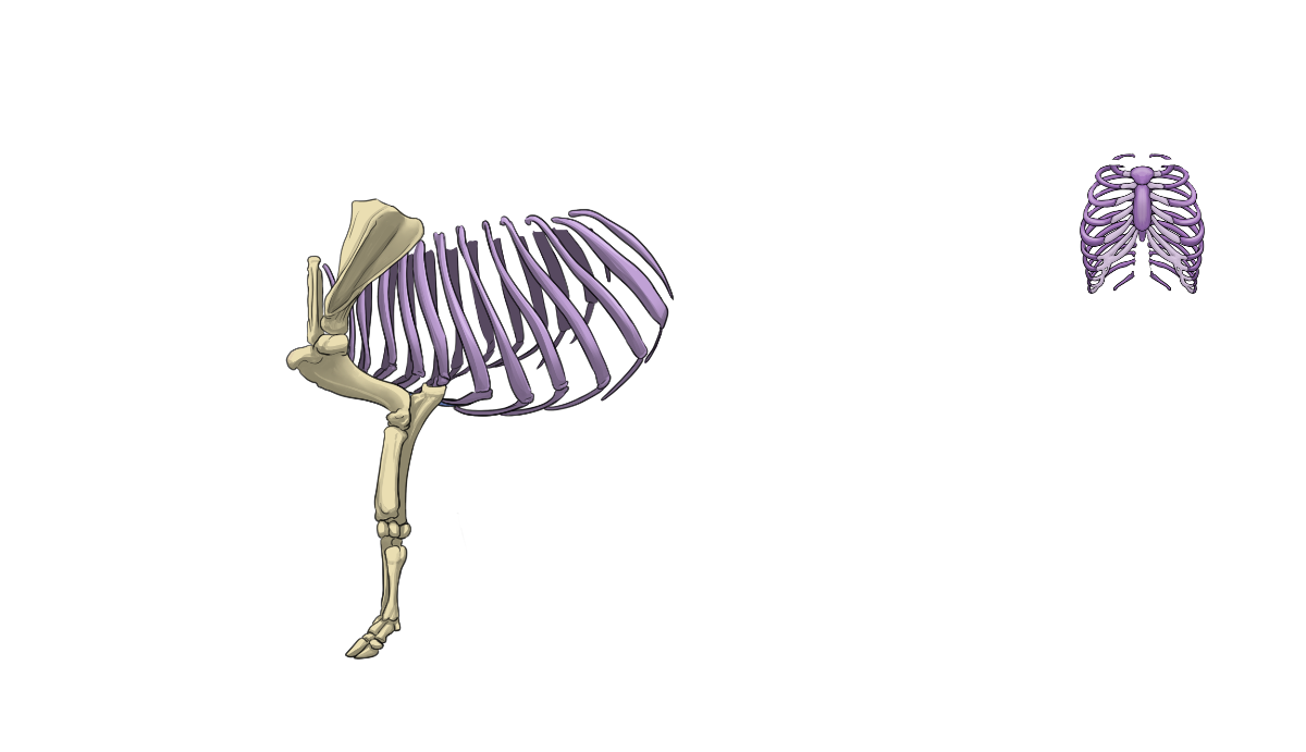 Brustkorb