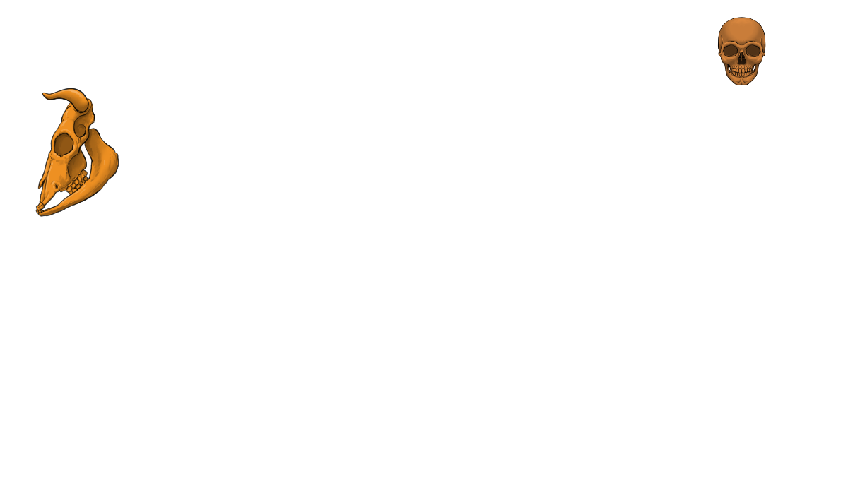 Schädel