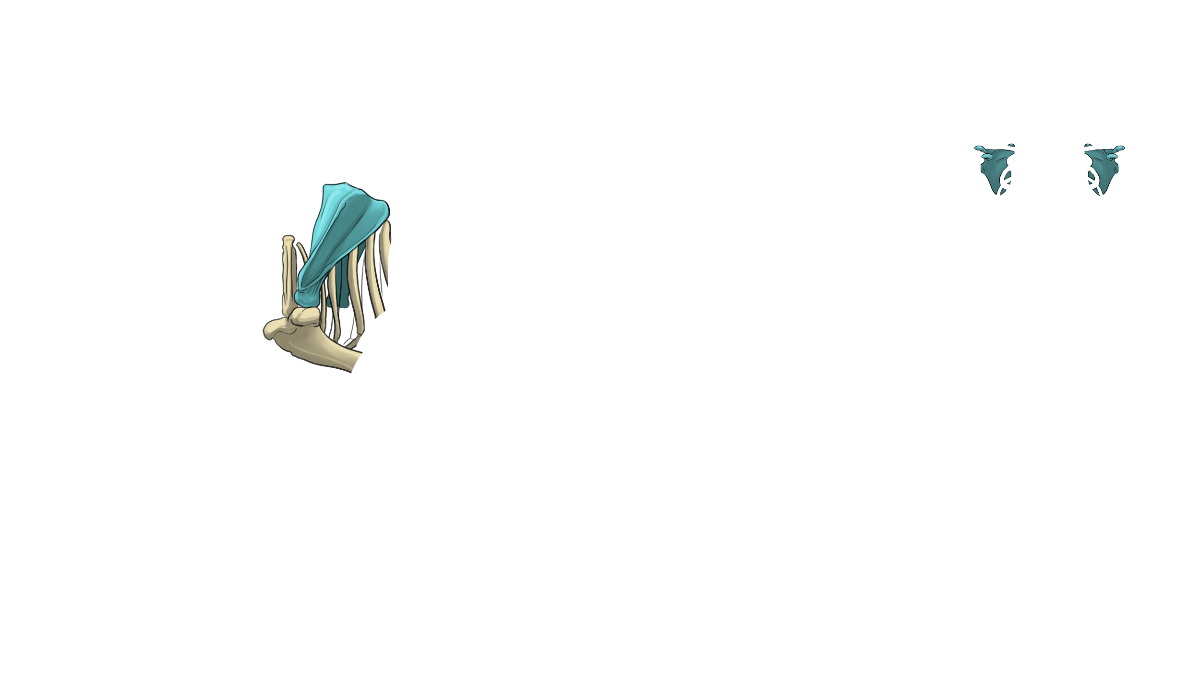 Schulterblätter