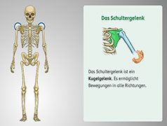 Popup: Gelenksuche