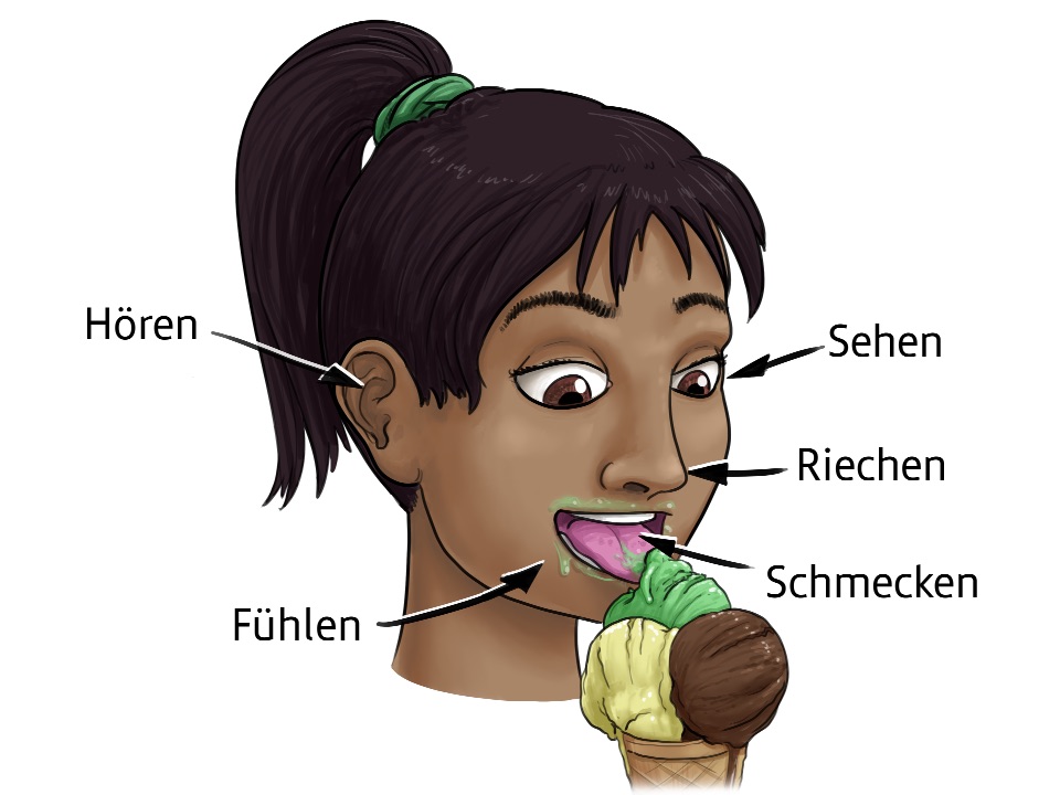 Ein Mädchen schleckt an einem Eis mit allen Sinnen. Mit der Zunge schmeckt sie den Pistaziengeschmack und fühlt die Kälte des Eises. Mit den Augen sieht sie die grelle grüne Farbe des Pistazieneis. Mit der Nase riecht sie das Eis und mit den Ohren hört sie ihre eigenen Schleckgeräusche.