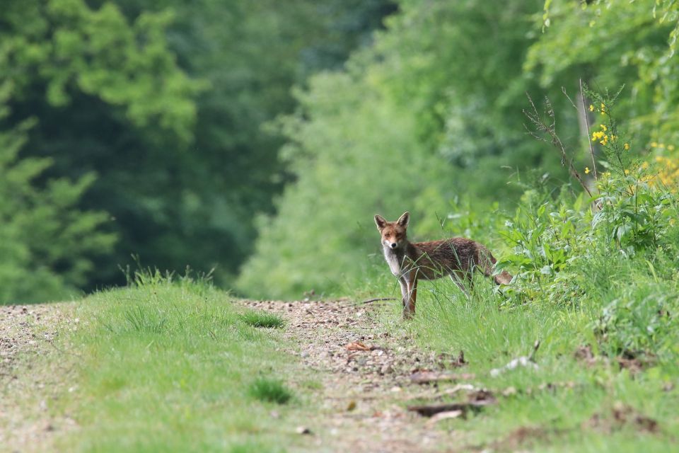 Fuchs im Wald