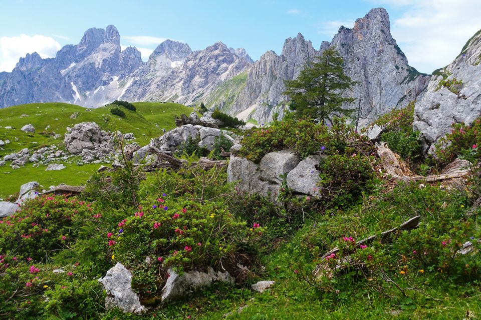 Subalpine Höhenstufe am Dachstein