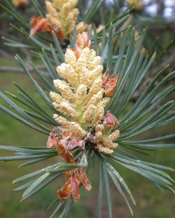 Männlicher Blütenstand der Waldkiefer