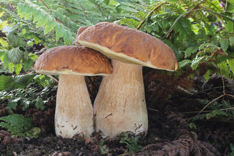 Gemeiner Steinpilz