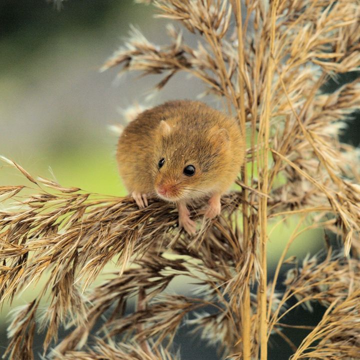 Feldmaus