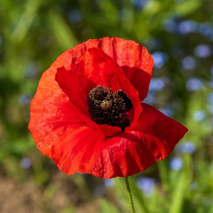 Klatschmohn