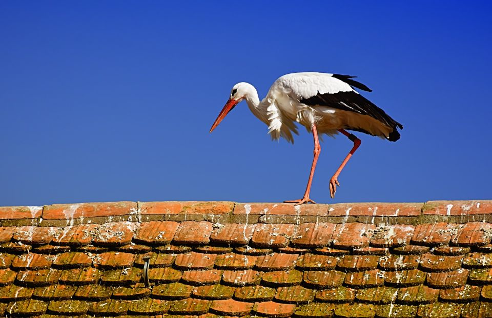 Storch auf einem Dach