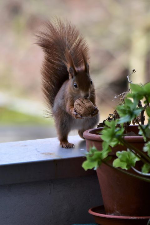 Eichhörnchen auf einem Balkon mit einer Walnuss