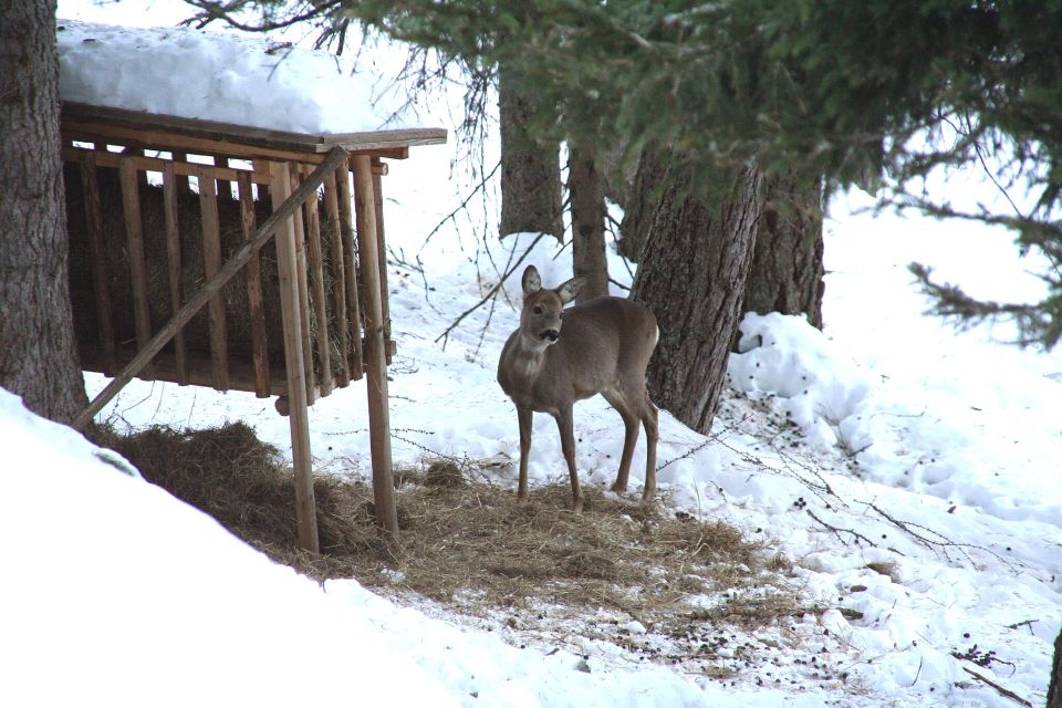 Wildfütterung mit Heu und einem Reh in Bad Kleinkirchheim, Kärnten, Österreich