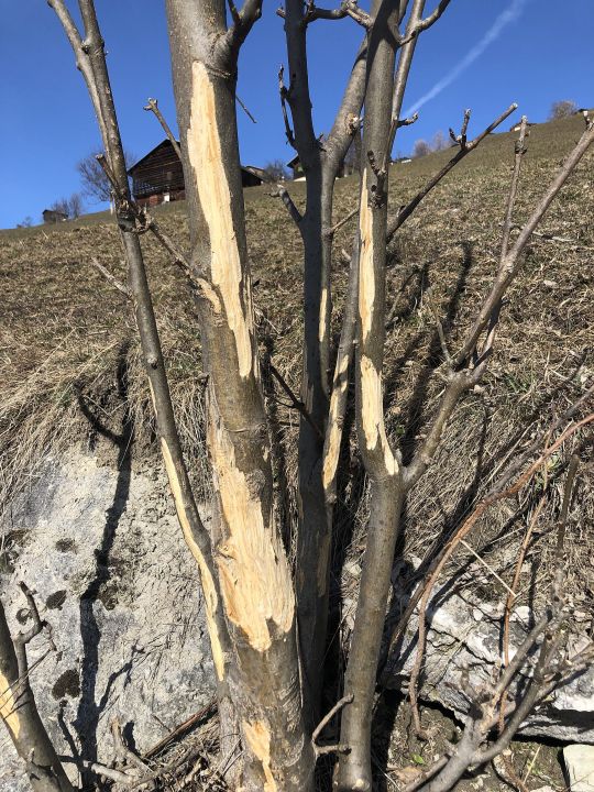 Wildverbiss führt zum Baumsterben