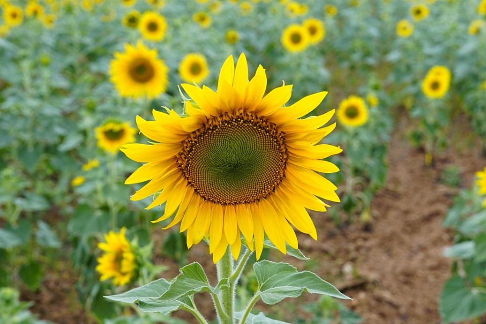 Sonnenblume