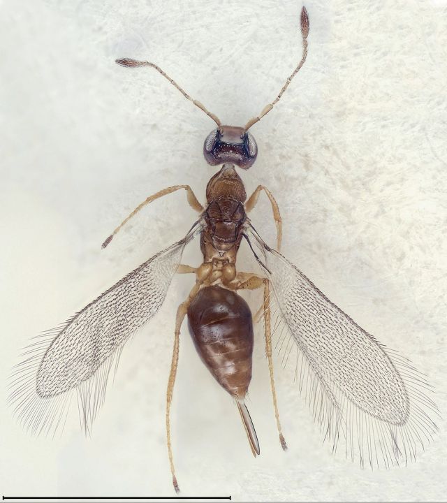 Zwergwespe