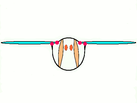 Flug