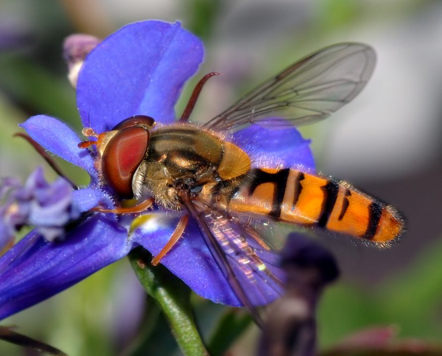 Hainschwebfliege