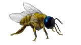 Die Welt der Insekten