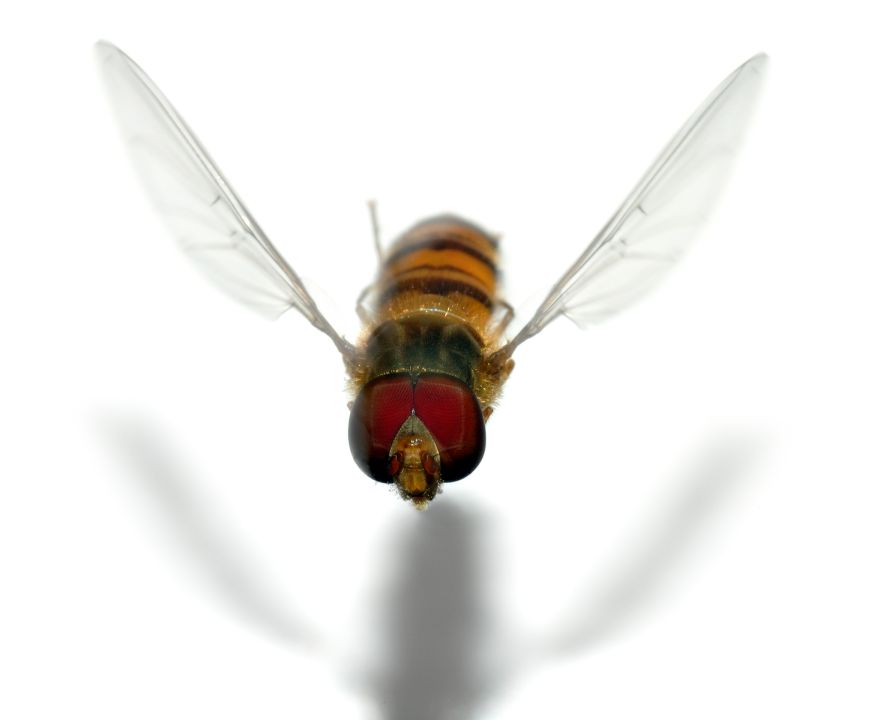 Hainschwebfliege