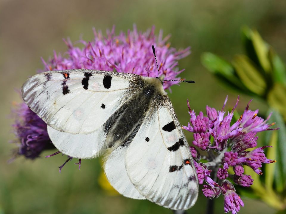 Alpenapollo