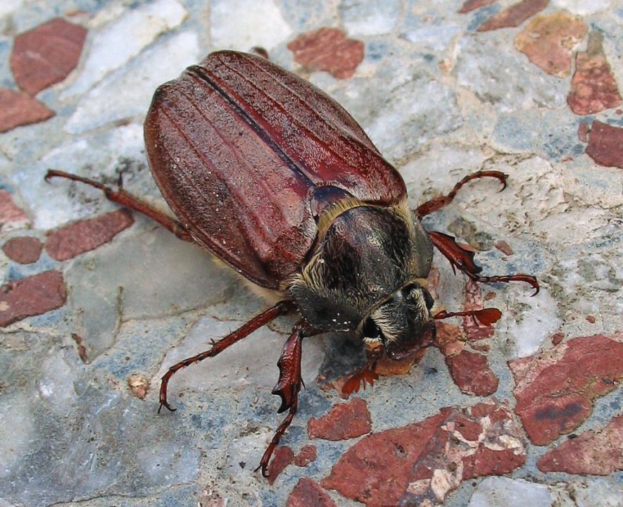 Feldmaikäfer