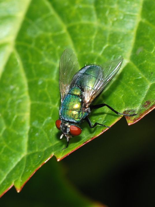 Schillernde Goldfliege
