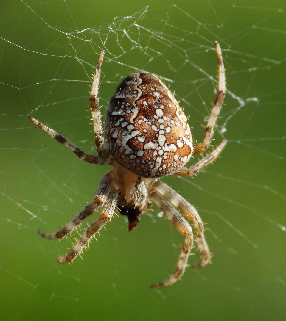 Kreuzspinne im Spinnennetz