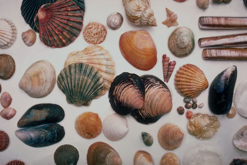 verschiedene leere Muschelschalen diverser Formen