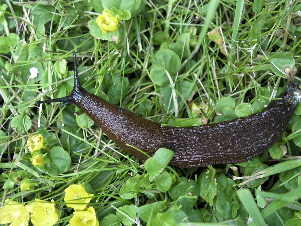 Spanische Wegschnecke