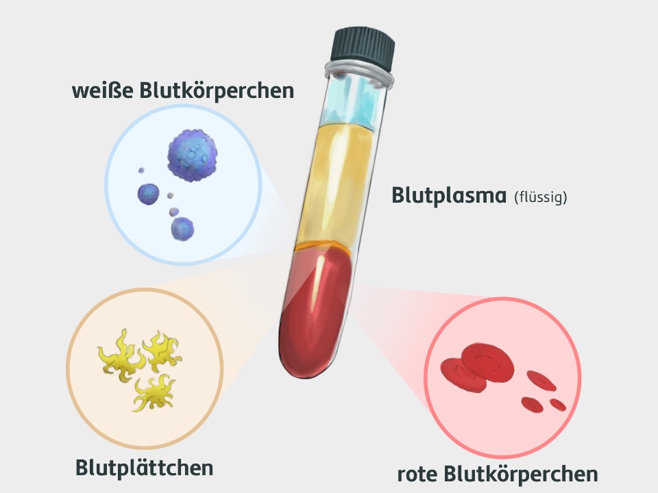 Rote Blutkörperchen, weiße Blutkörperchen und Blutplättchen