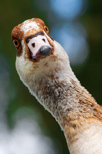 Aufnahme einer lustig dreinschauenden Ente