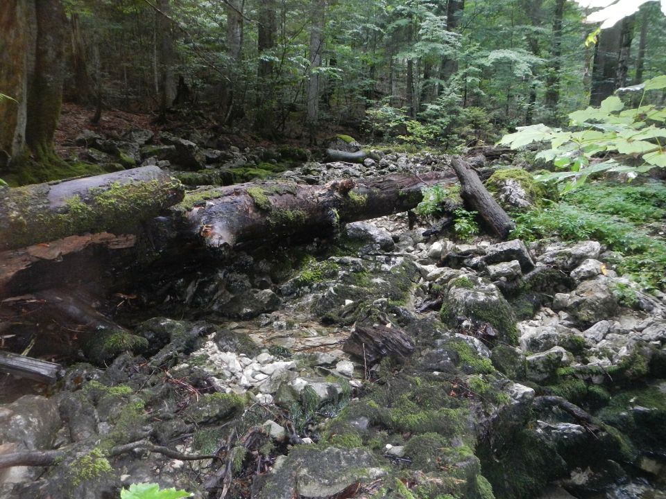 Bild eines alten moos bedeckten Baumstammes im Rothwald