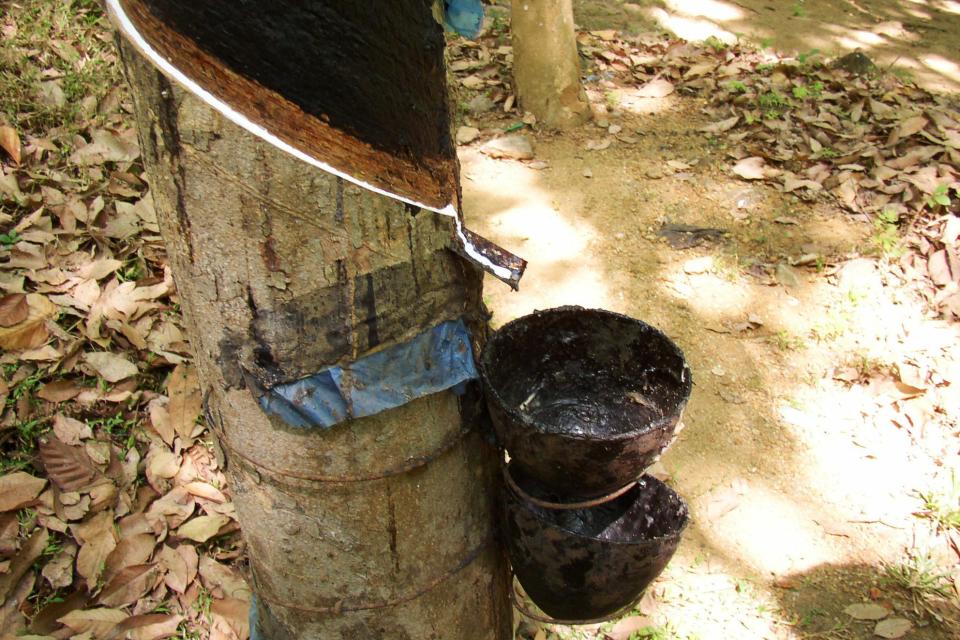 Ein angeritzer Baum aus dem Kautschuk läuft und von einem Gefäß aufgefangen wird