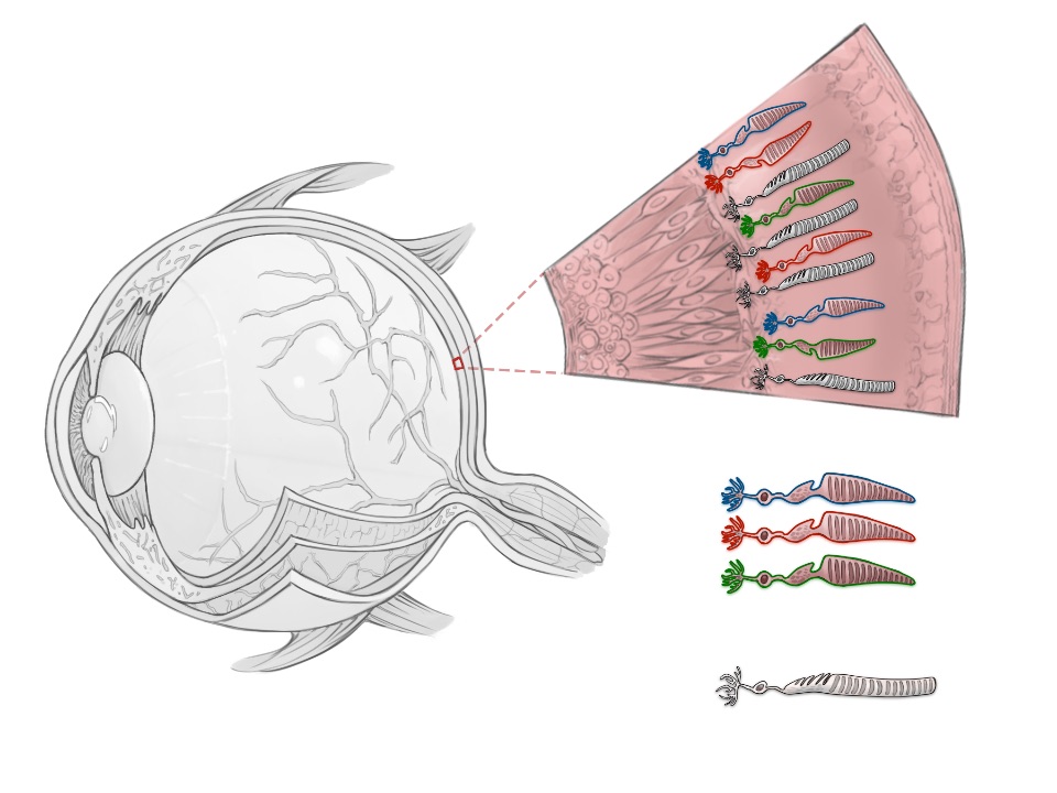 Stäbchen und Zapfen im menschlichen Auge