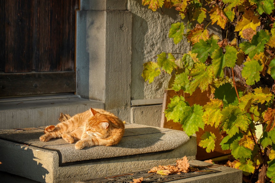 Katze genießt die warme Sonne