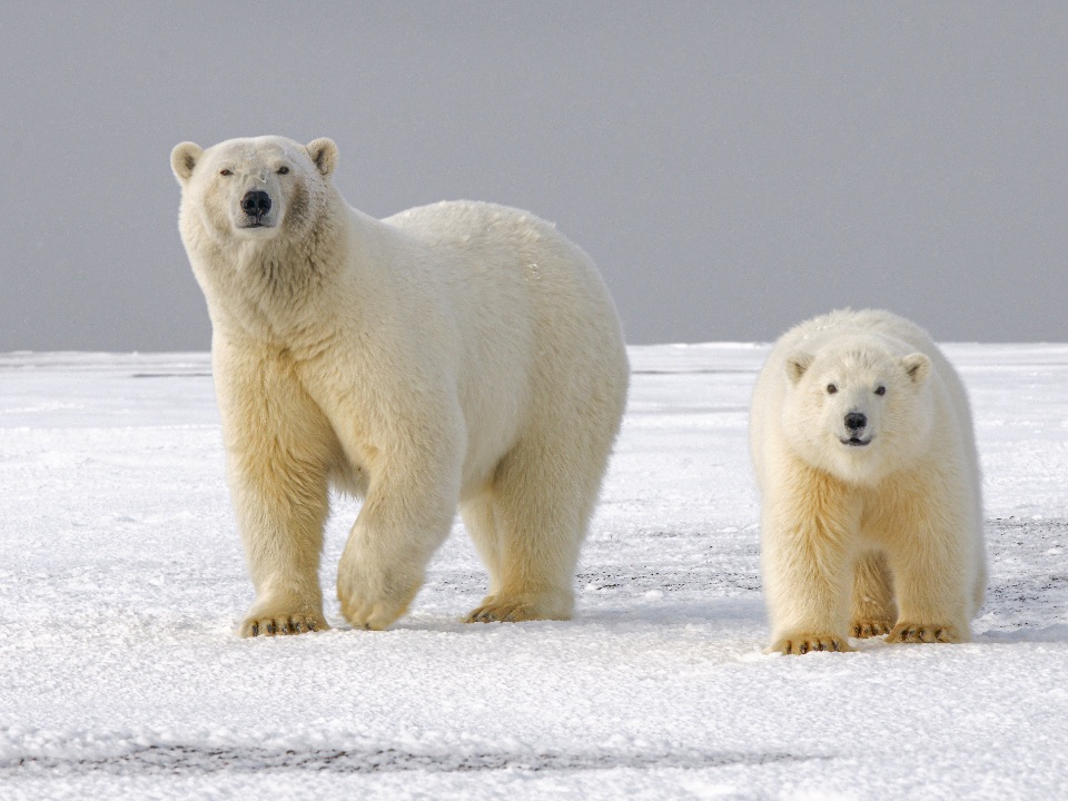 Eisbär mit buschigem wärmendem Fell