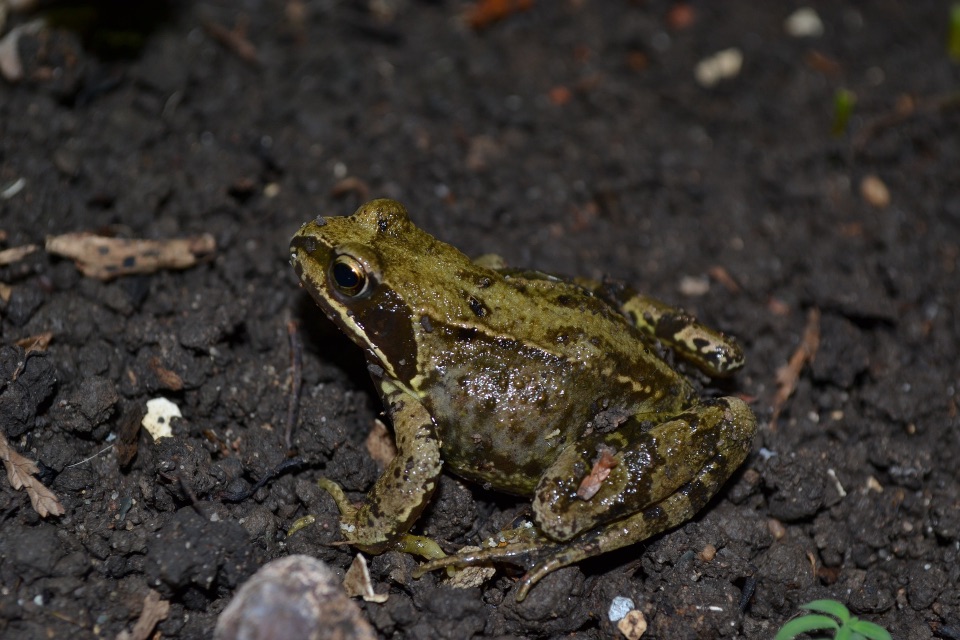 Grasfrosch