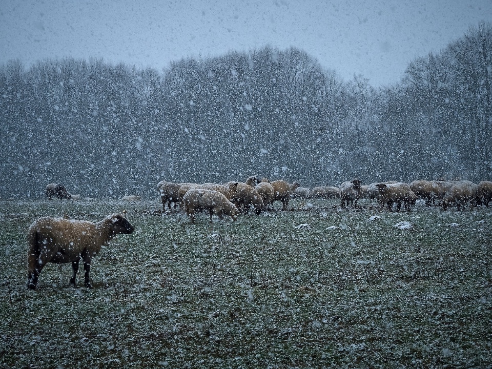 Schneefall