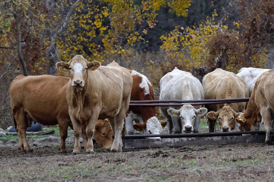 Die Landwirtschaft liefert rund <sb-unit>10 %</sb-unit> des zusätzlichen Treibhausgasanstieg.