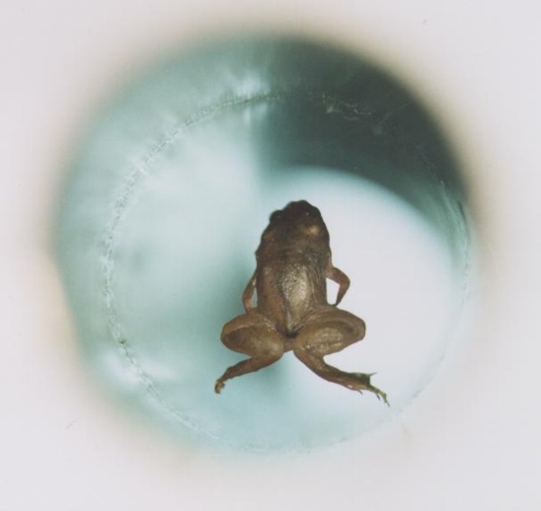 Hier schwebt ein lebendiger Frosch im Einflussbereich eines Magneten der ca. 3000 mal so stark ist wie ein Kühlschrankmagnet.