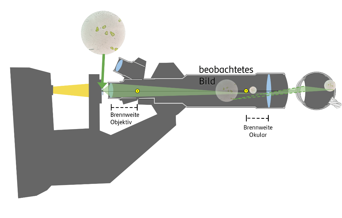Strahlengang im Mikroskop